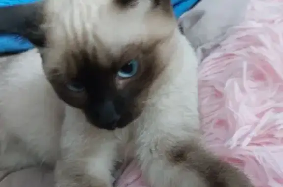 Кошки потеряшки, Власиха, фото: Потеряшка кошка, Пролетарская 40, Власиха