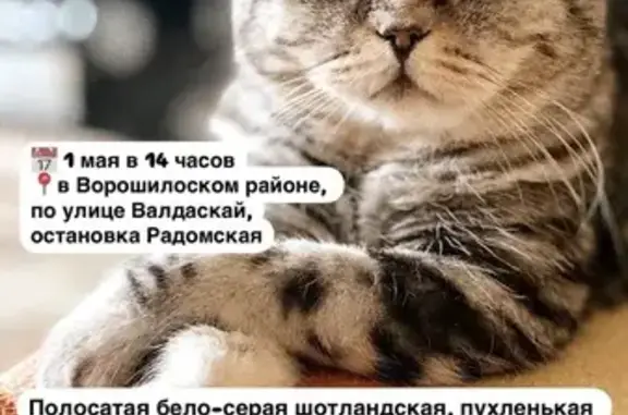 Пропала кошка, ул. Буханцева, 72, Волгоград