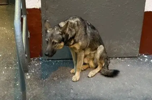 Найдена собака, Москва, фото: Найдена собака, Криворожская ул., Москва