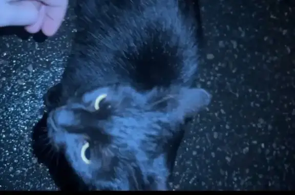 Котенок найден на Сходненской ул., 23