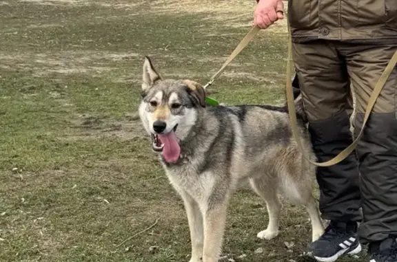 Собаки потеряшки, , фото: Потеряшка собака, Садовая ул., Тамбов