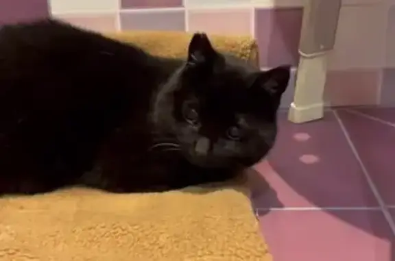 Крупный кот найден на Круговой, Всеволожск