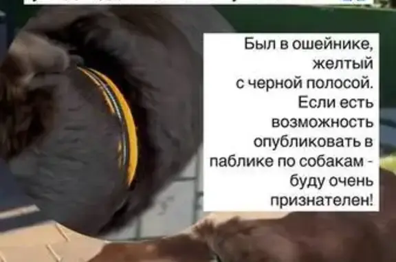 Пропала собака, ул. Академика Королева