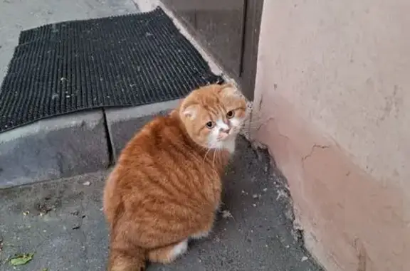 Найдена кошка, Аллея Смелых 2, Калининград