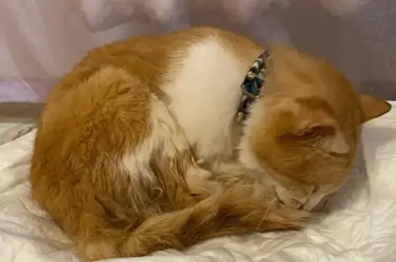 Кошка найдена: 2-й Давыдовский пр., 73