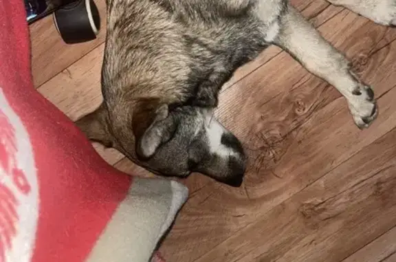 Найдена собака, Новокузнецк, фото: Собака найдена: Петракова, 61, Новокузнецк