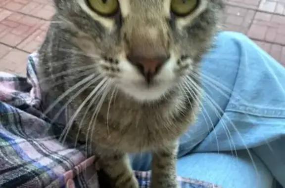 Найдена кошка, Ульяновск, фото: Кошка найдена, ул. Кузнецова, 12, Ульяновск