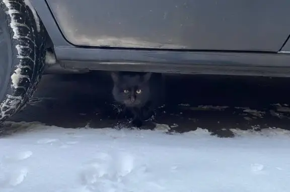 Кошка найдена, Химки, Горького 44А