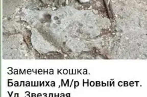 Найдена кошка, Звёздная ул., 17, Балашиха
