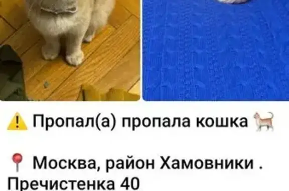 Пропала рыжая кошка, Пречистенка 40/2с3