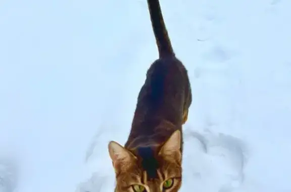 Кошки потеряшки, Самара, фото: Потеряшка кошка, Тропа до Ракиты, Самара