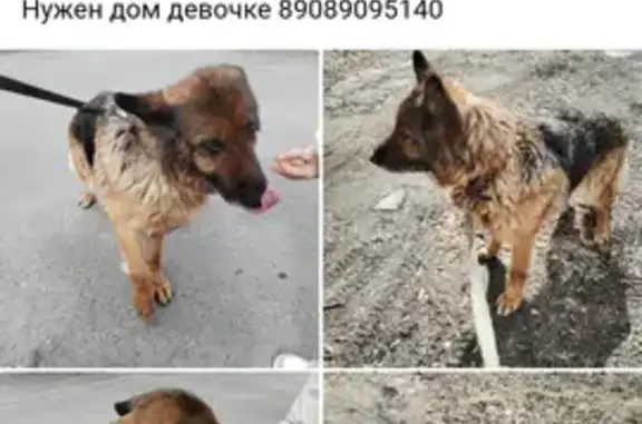 Найдена собака, Каменск-Уральский, фото: Овчарка найдена: пл. Ленинского Комсомола