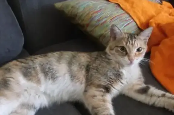 Кошка найдена на ул. Гольцова, 26, Тюмень