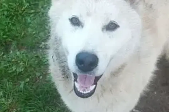 Найдена хаски, Южная ул. 109, Бутово