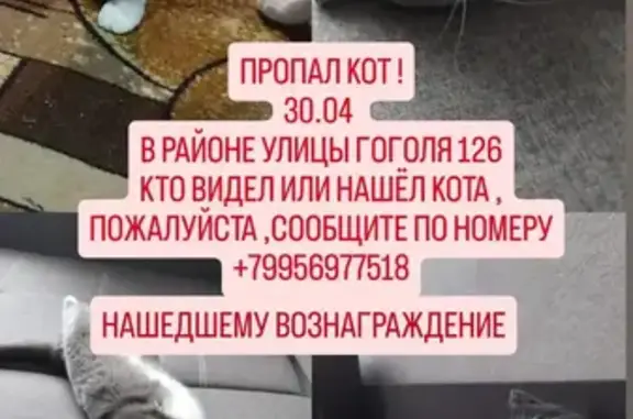 Пропал кот, ул. Гоголя 129, Барнаул