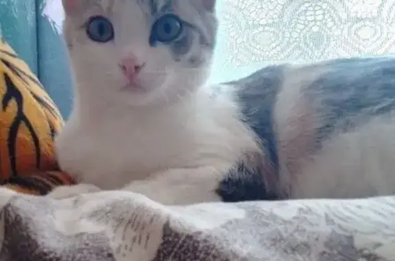 Пропала кошка, Куйбышев, ул. 20