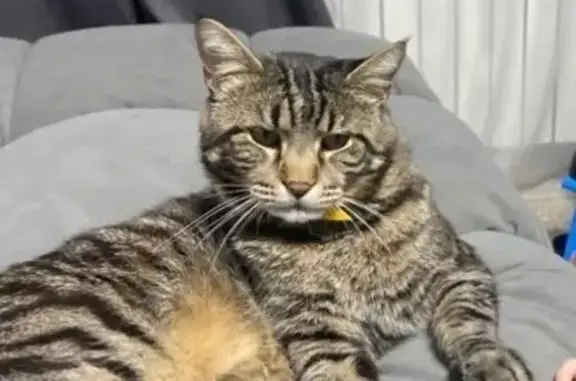 Кошки потеряшки, Березово (село) (новокузнецкий), фото: Потеряшка кошка, Зеркальная ул., 7, Берёзово