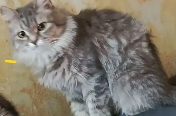 Кошки потеряшки, Костенеевское, фото: Потеряшка кошка в Шишкин хутор, 10 улица