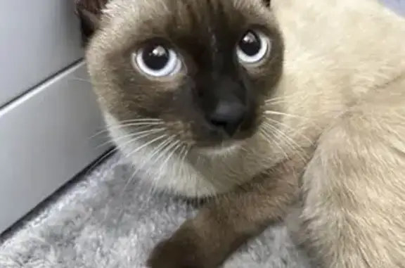 Найдена кошка, Улан-Удэ, фото: Кошка найдена: Октябрьская ул., 38, Улан-Удэ