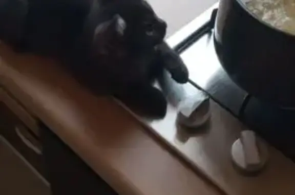 Кошки потеряшки, Омск, фото: Потеряшка кошка, Северная 22, Омск