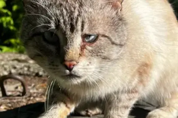 Найдена кошка, Брянск, фото: Кошка найдена: Орловская 12, Брянск