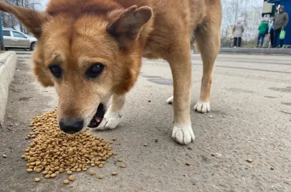 Найдена собака, Киров, фото: Собака найдена, ул. Павла Корчагина, Киров