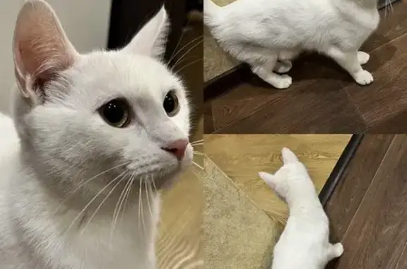 Найдена кошка, 45-я Параллель, 2Г