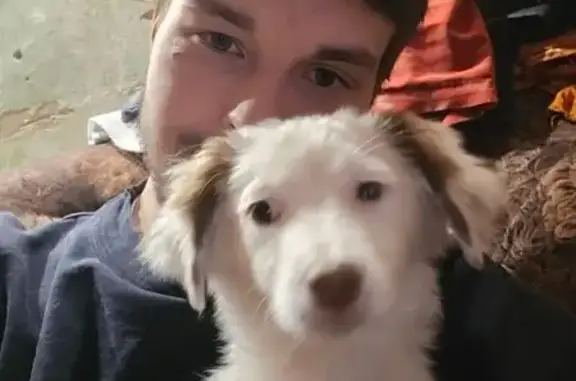 Собака найдена, ул. Сталеваров, Череповец