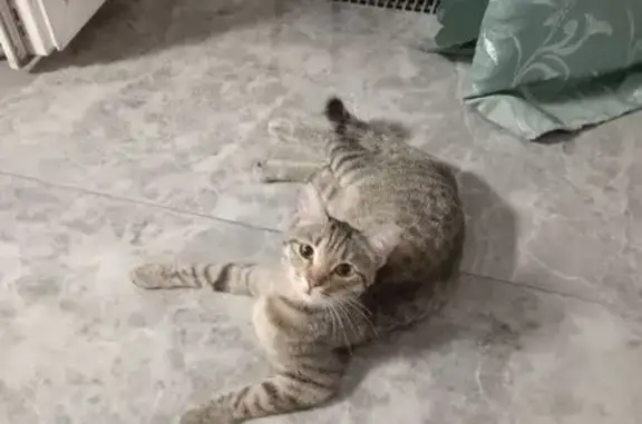 Пропала кошка, Дачный пер., Рыбалка