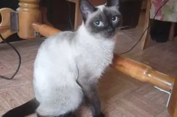 Кошки потеряшки, Курган, фото: Потеряшка сиамская кошка, Галкинская 71