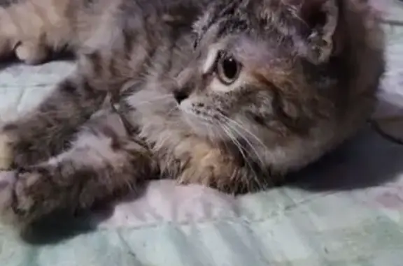 Потерянные животные Пенза, фото: Пропал котёнок, Пенза, Бурденко 31