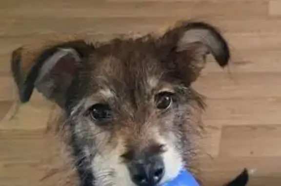 Найдена собака на Автозаводской, 103