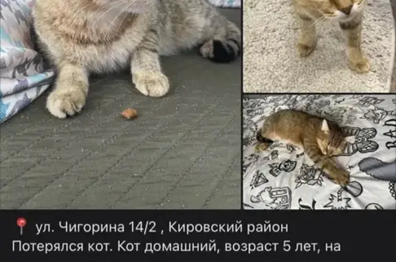 Пропала кошка, Чигорина 14/2, Новосибирск