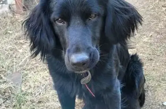 Найдена собака, , фото: Спаниель найден в Чите, Забайкалье