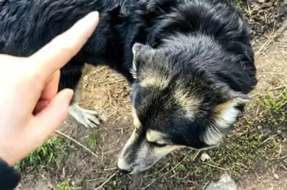 Найдена собака, Химки, МО