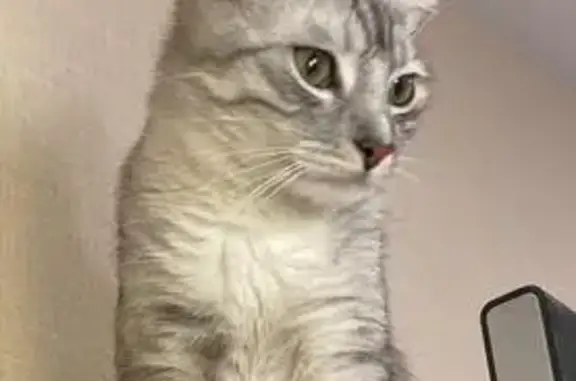 Кошки потеряшки, Кострома, фото: Потеряшка котёнок, ул. Широкая, 3, Кострома