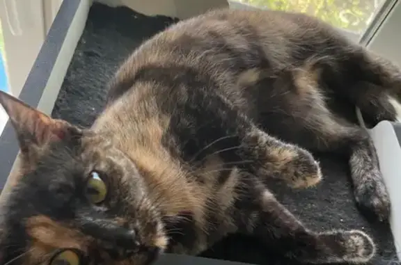 Трехцветная кошка, Ключевой пер., Ярославль