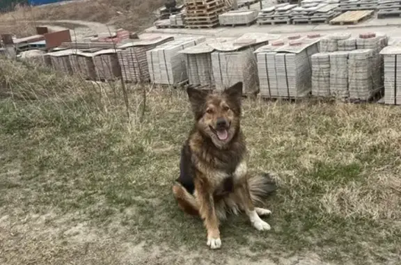 Пропала собака, ул. 9-й Пятилетки, 1Д