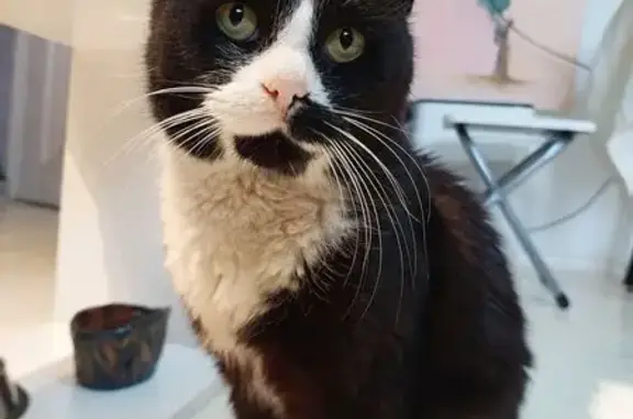 Найдена кошка, Порошкино, фото: Кошка найдена: Порошкино, 41К-316