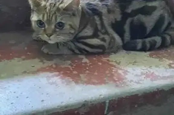 Найдена кошка, Навашино, фото: Кошка найдена на Калинина, 29, Навашино