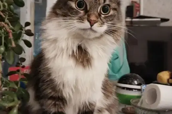 Кошки потеряшки, Игоревская, фото: Потеряшка кошка, ул. Горького, 6, Игоревская