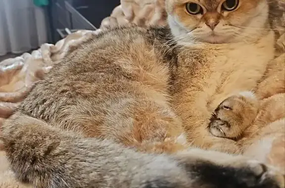 Кошки потеряшки, Никоново, фото: Потеряшка кошка в Никоново, д. 11a