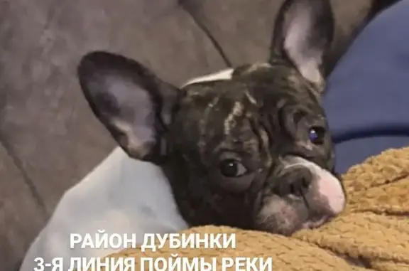 Пропала собака, ул. 3-я Линия, 35, Краснодар