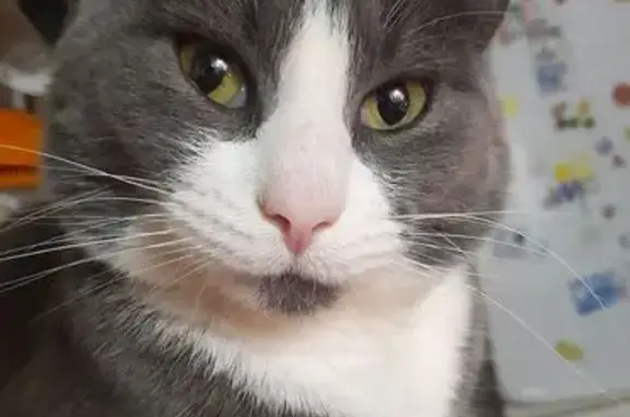 Кошки потеряшки, Котлас, фото: Потеряшка кошка, Октябрьская, 36, Котлас