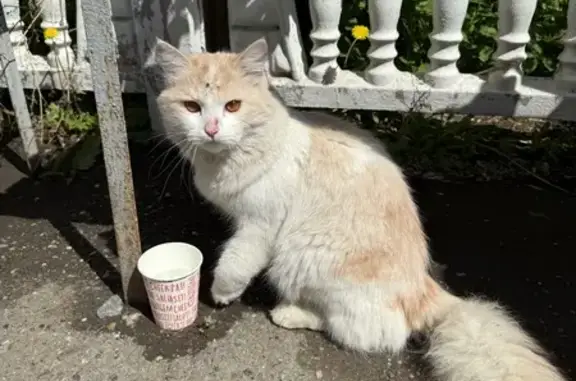 Кошка найдена у ФССП, ул. Орлова, 4