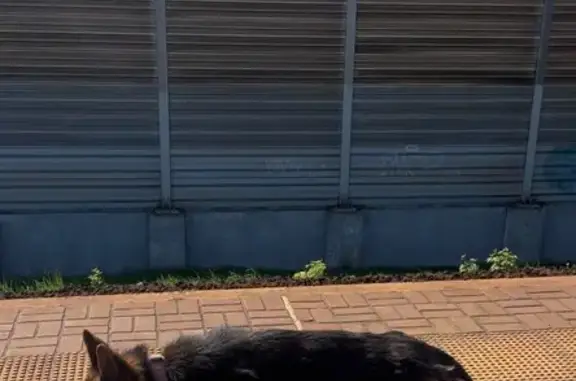 Найдена собака, Балашиха, фото: Овчарка с ошейником на 1-й Железнодорожной