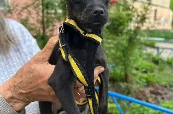 Найденные животные Ставрополь, фото: Собака найдена: пл. Ленина, 1, Ставрополь