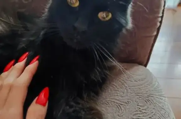 Найденные животные Челябинск, фото: Кошка найдена: ул. Чичерина, 28, Челябинск