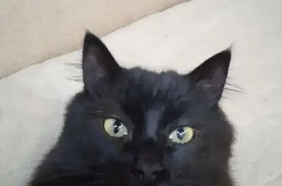 Кошки потеряшки, Таганрог, фото: Потеряшка кошка, Мартеновская 3А, Таганрог