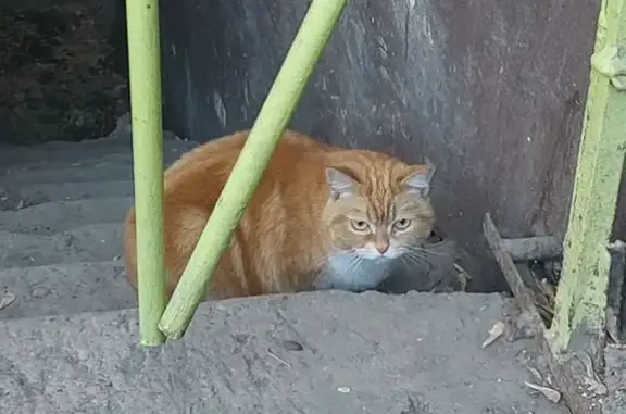 Рыжая кошка найдена на Дубровинского, 1